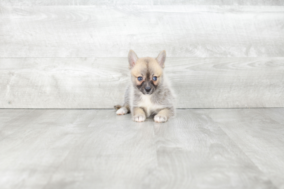 Pomsky Puppy for Adoption