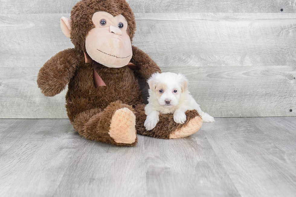 Maltipoo Puppy for Adoption