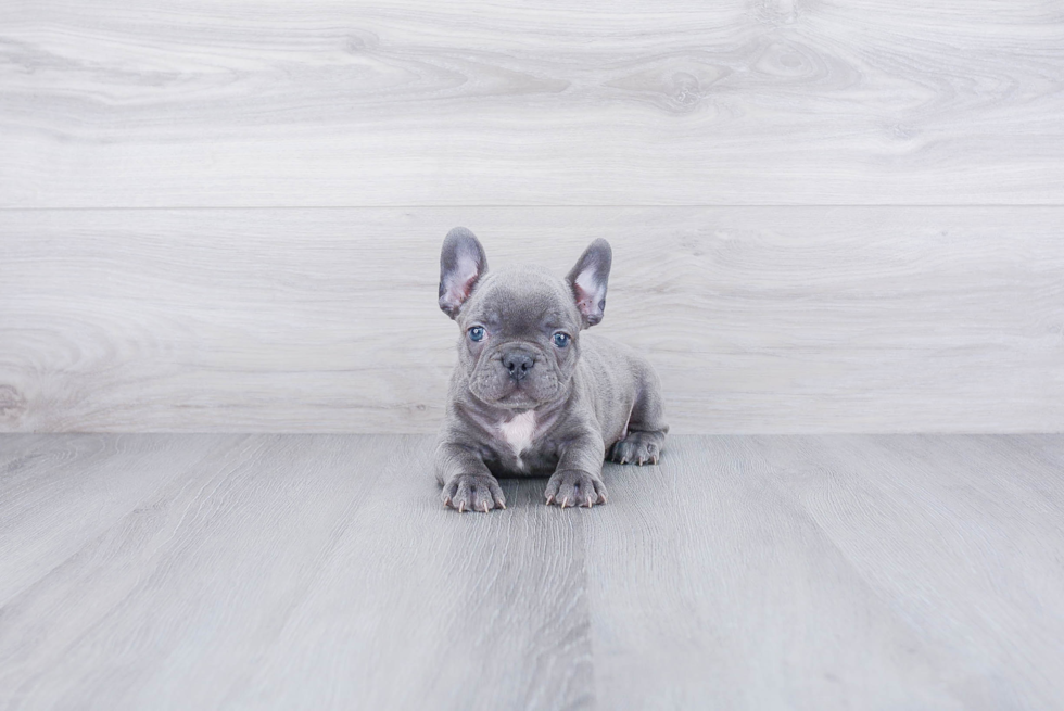 Friendly French Bulldog Baby