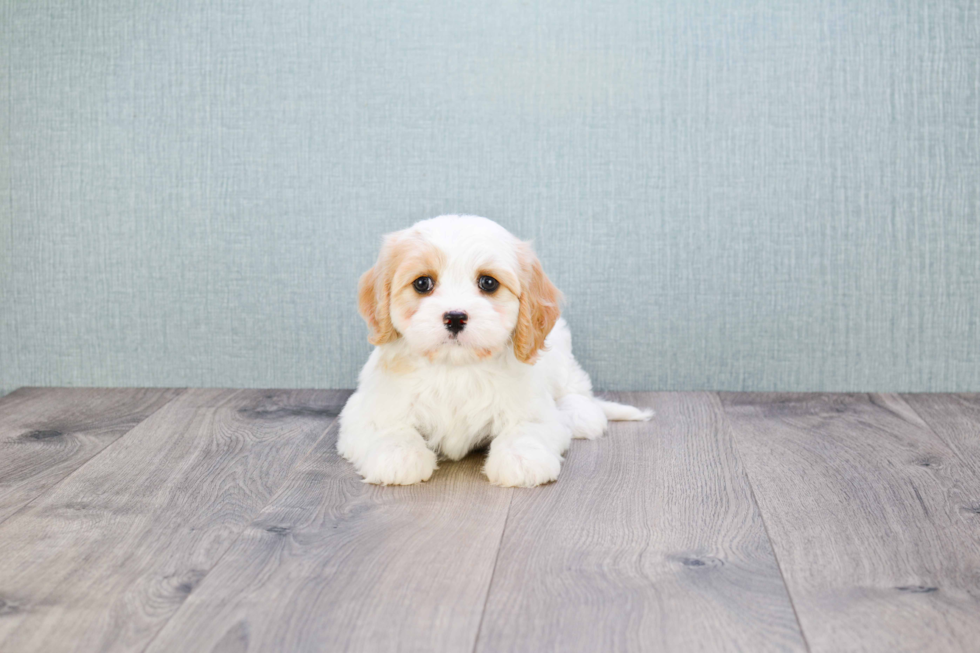 Cavachon Pup Being Cute