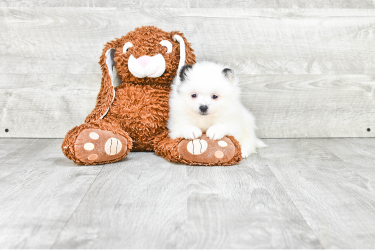 Pomeranian Pup Being Cute