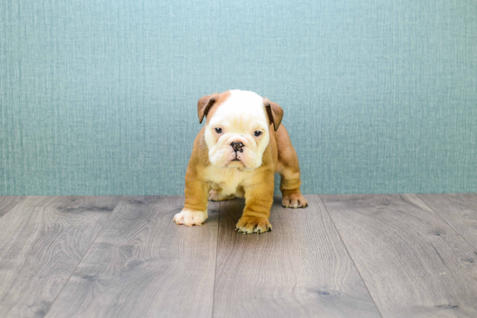 English Bulldog Pup Being Cute