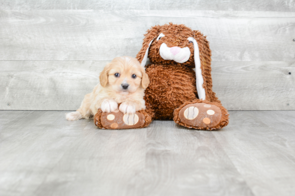 Sweet Cavachon Baby