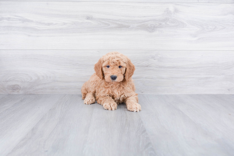 Cute Mini Goldendoodle Baby