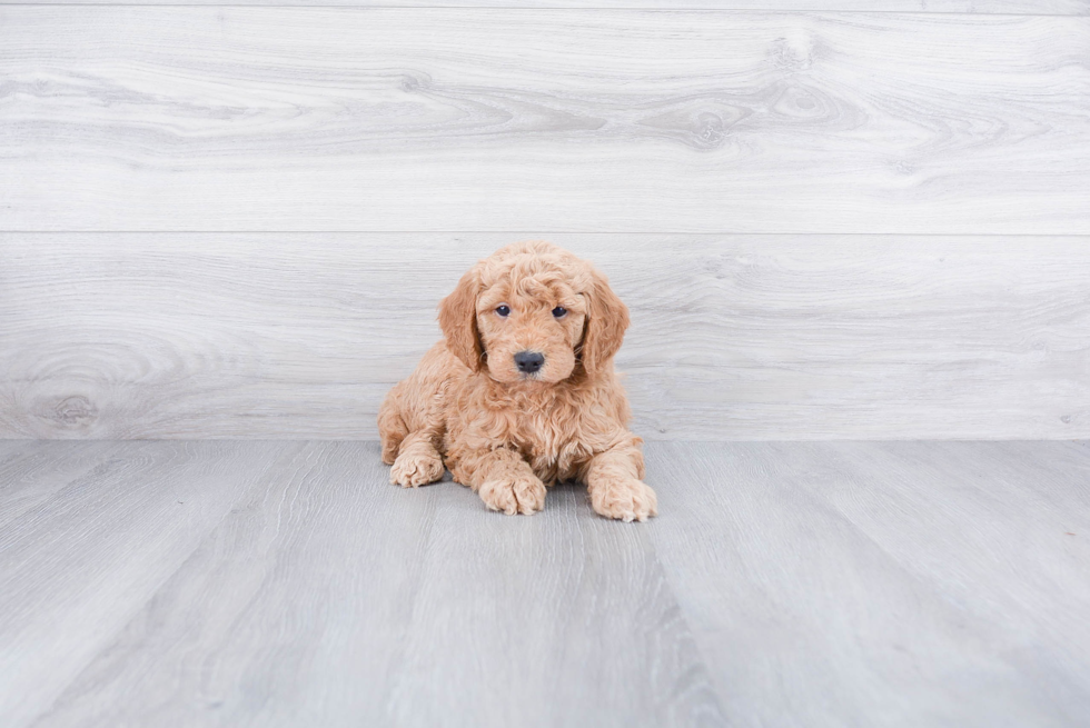 Cute Mini Goldendoodle Baby