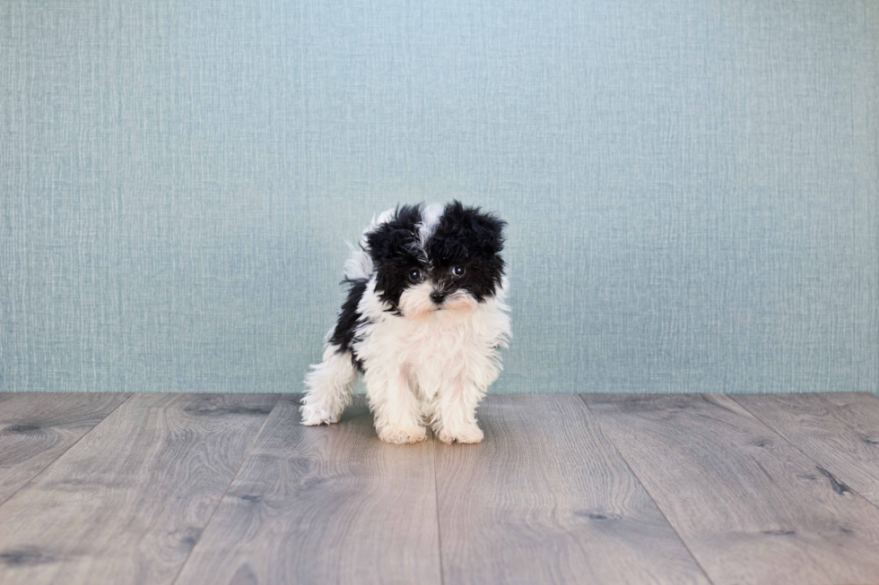 Popular Maltipoo Poodle Mix Pup