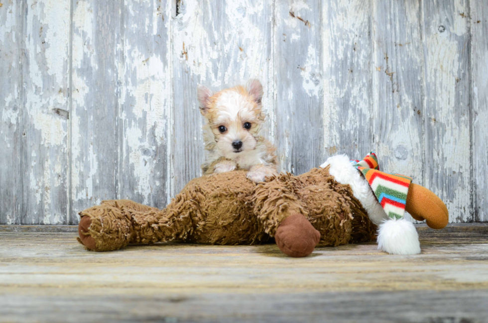 Cute Morkie Baby