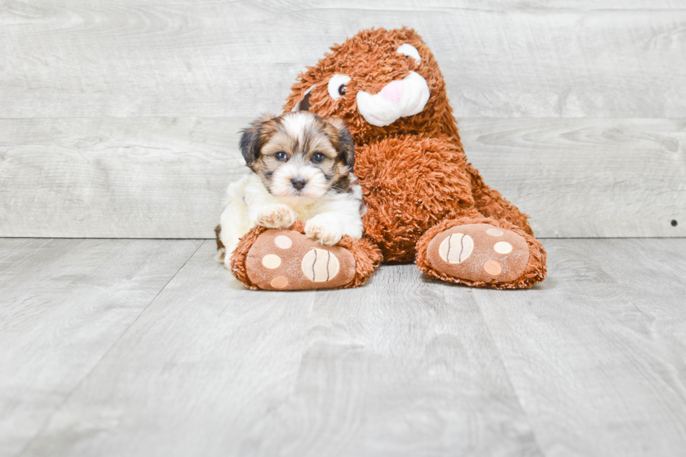 Teddy Bear Pup Being Cute