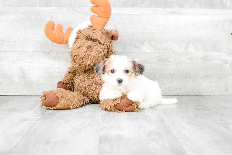 Morkie Pup Being Cute