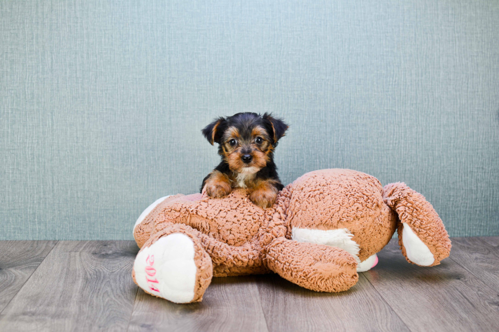 Meet Wayne - our Yorkshire Terrier Puppy Photo 