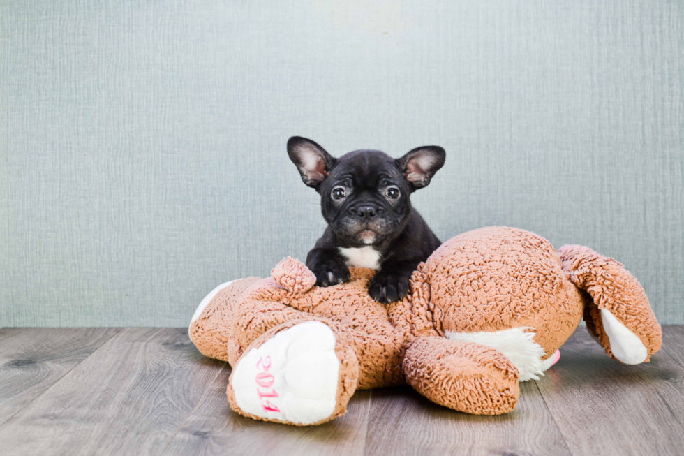 French Bulldog Pup Being Cute