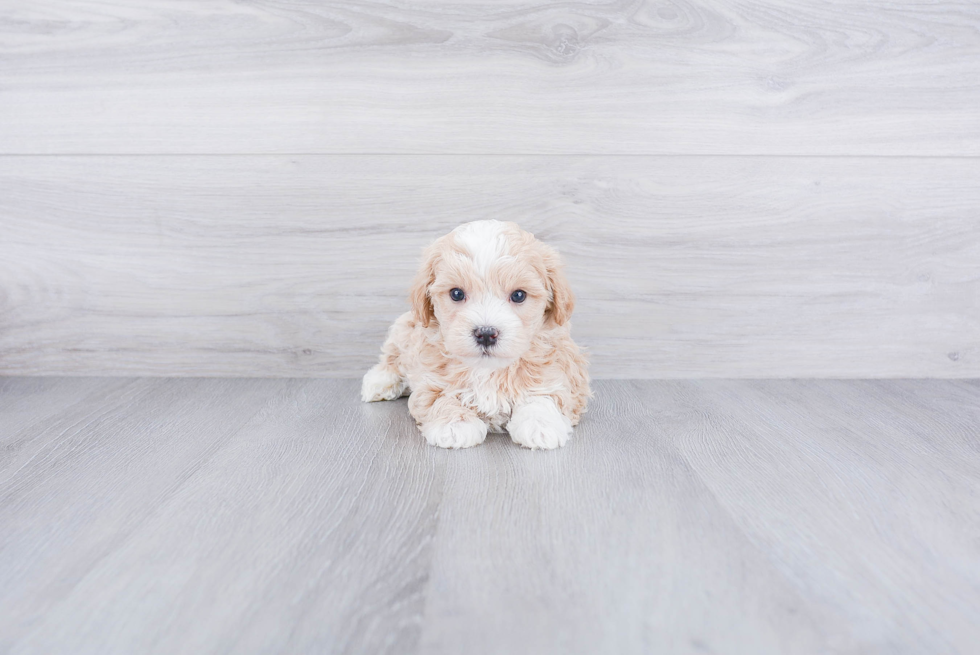 Maltipoo Puppy for Adoption