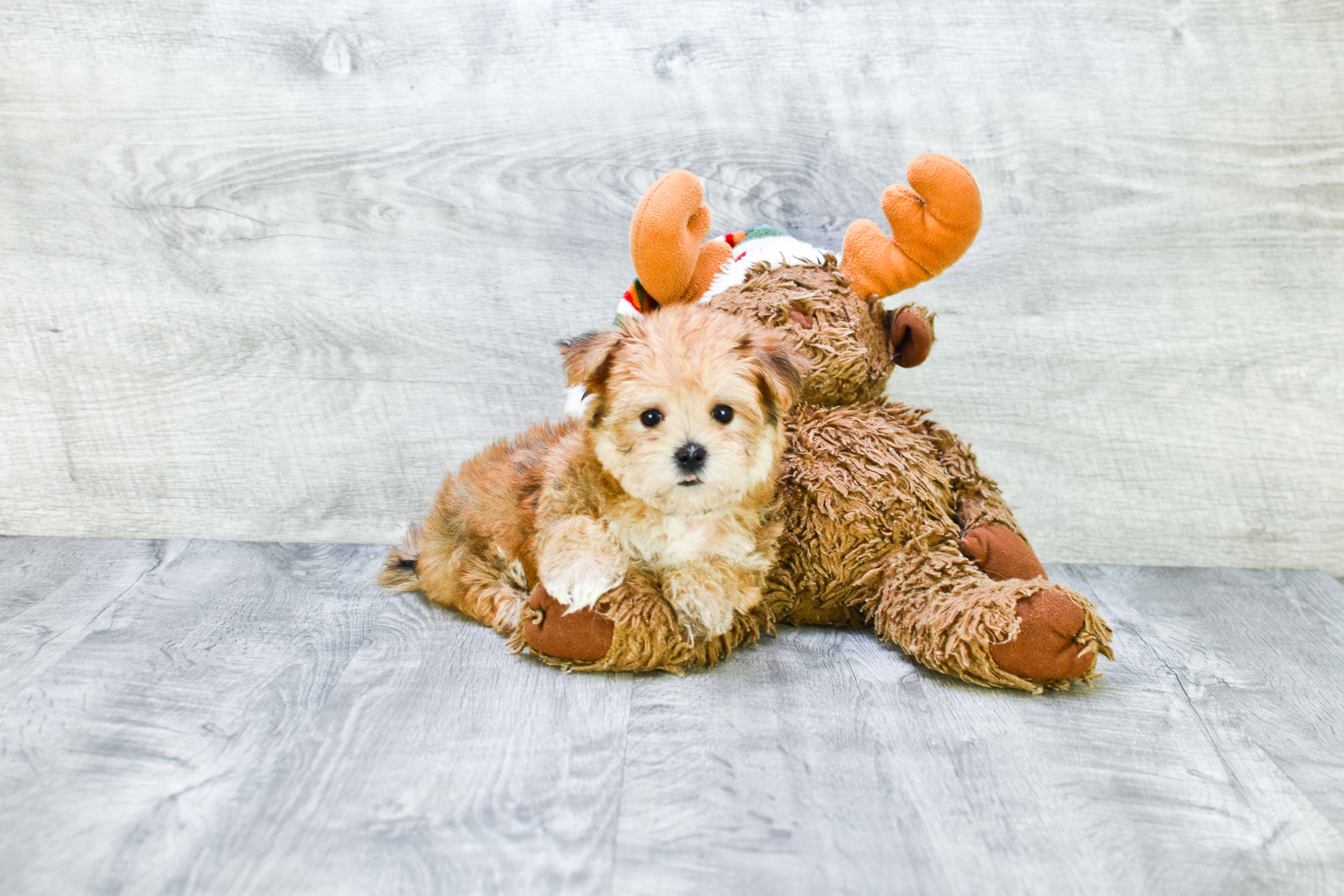 Popular Morkie Designer Pup