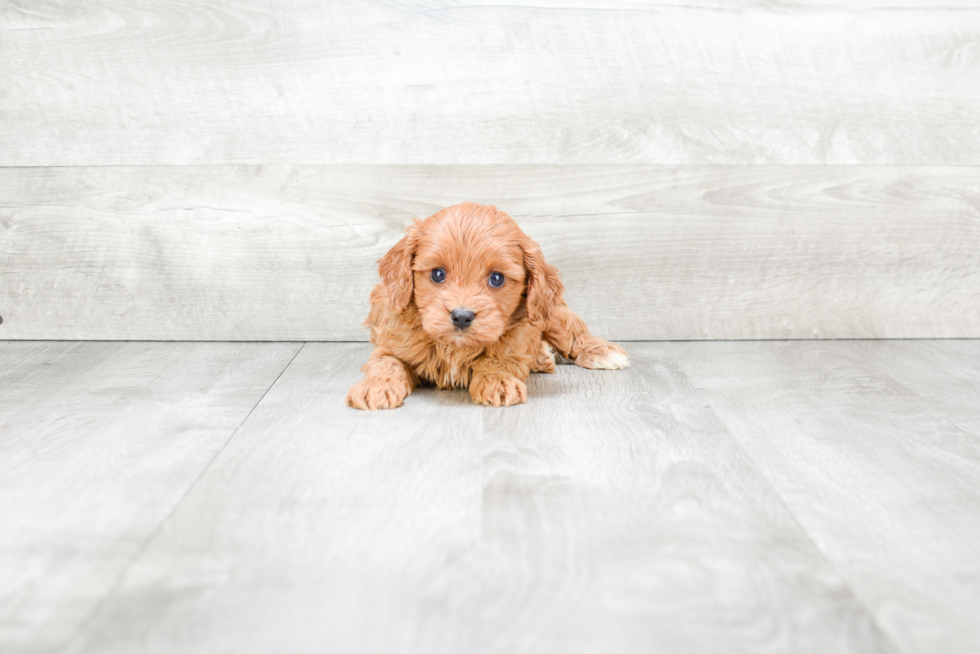 Petite Cavapoo Poodle Mix Pup