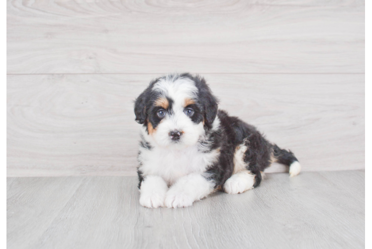 Little Mini Berniedoodle Poodle Mix Puppy