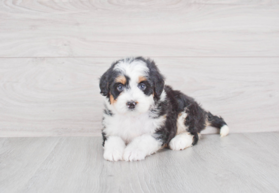 Little Mini Berniedoodle Poodle Mix Puppy