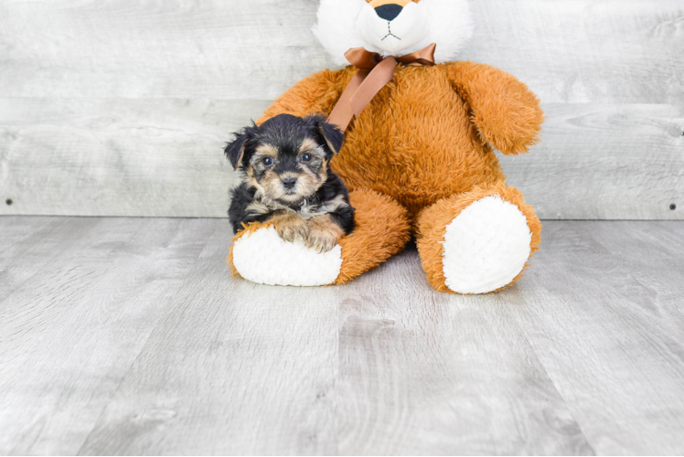 Morkie Puppy for Adoption