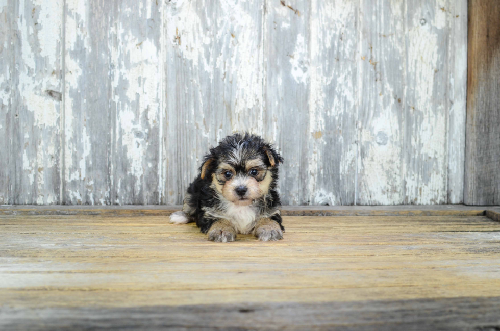 Energetic Yorkie Designer Puppy