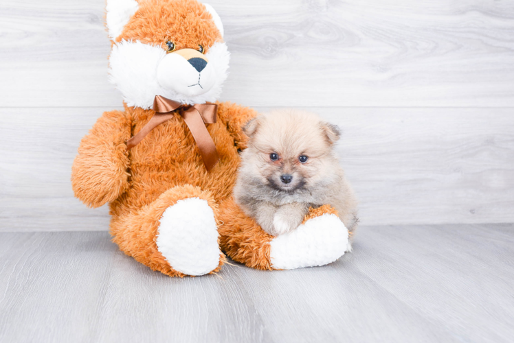 Akc Registered Pomeranian Purebred Pup