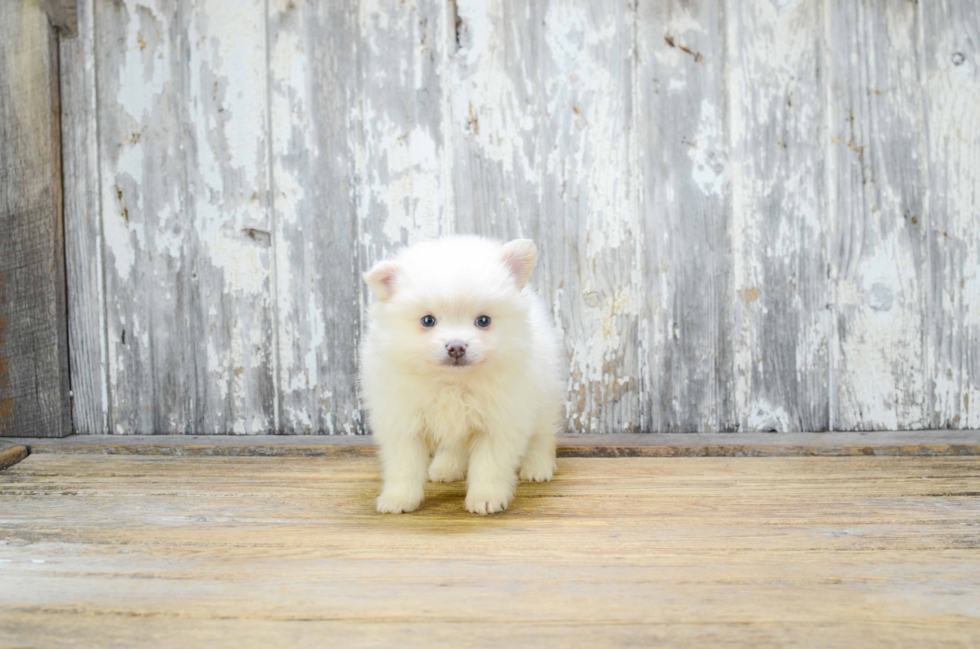 Best Pomeranian Baby