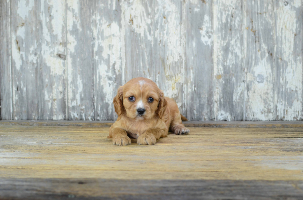 Cavachon Pup Being Cute