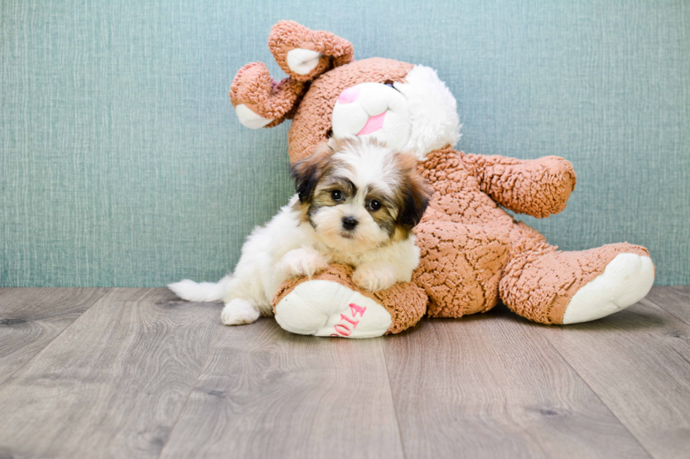 Teddy Bear Puppy for Adoption