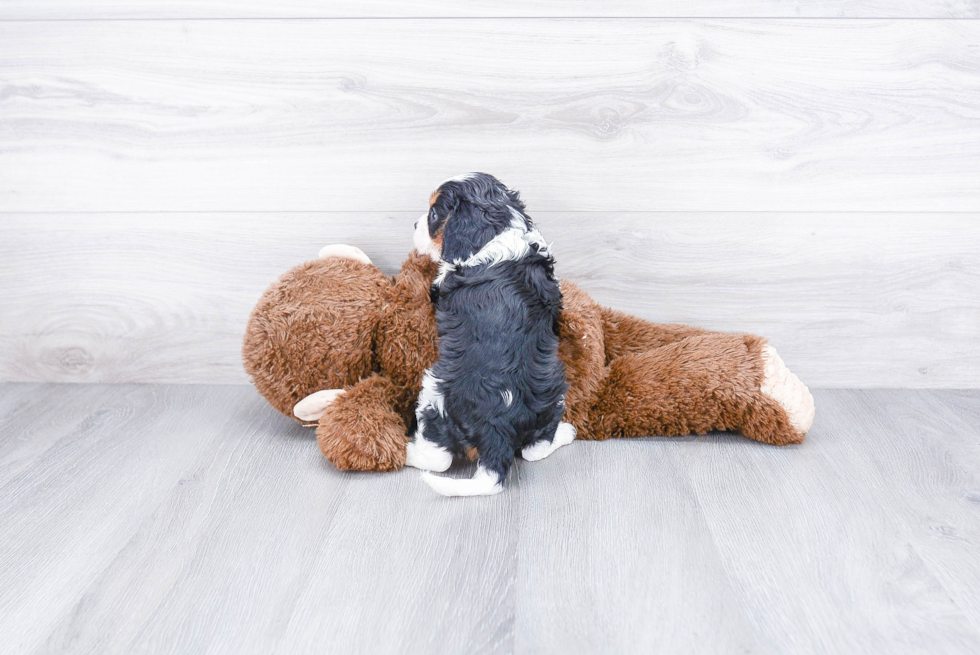 Friendly Cavalier King Charles Spaniel Baby