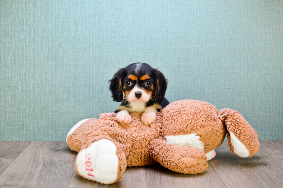 Akc Registered Cavalier King Charles Spaniel Purebred Pup