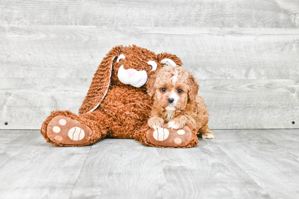 Best Cavapoo Baby