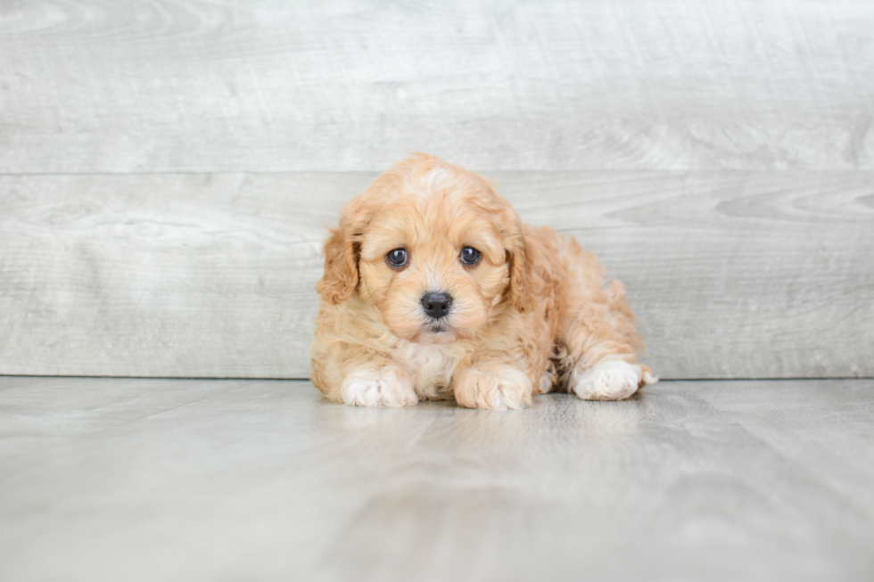 Sweet Cavapoo Baby