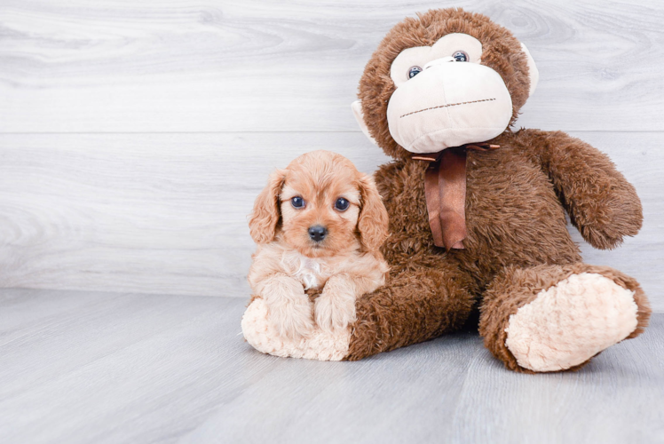 Best Cavapoo Baby