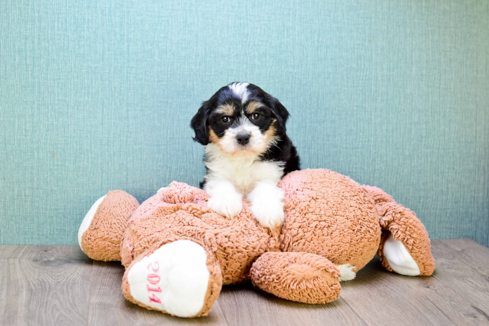 Funny Cavachon Designer Pup