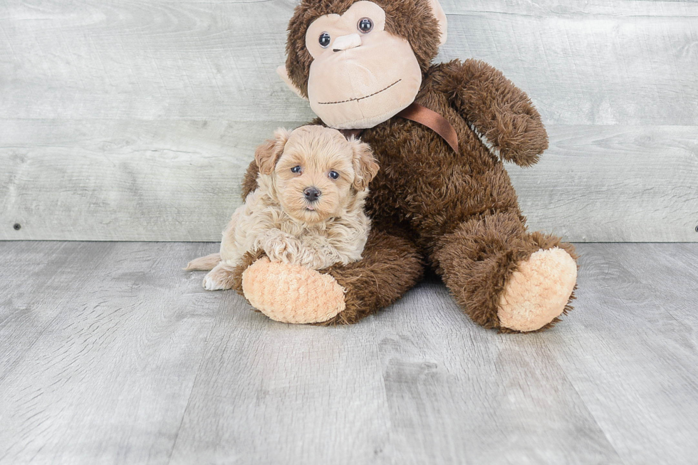 Happy Maltipoo Baby