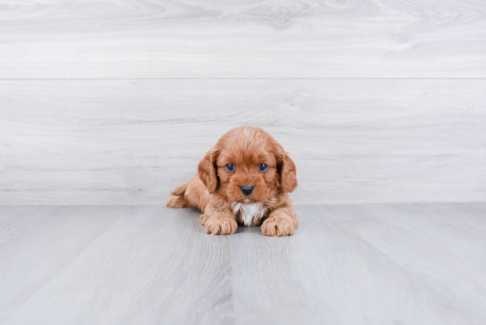 Cavapoo Pup Being Cute