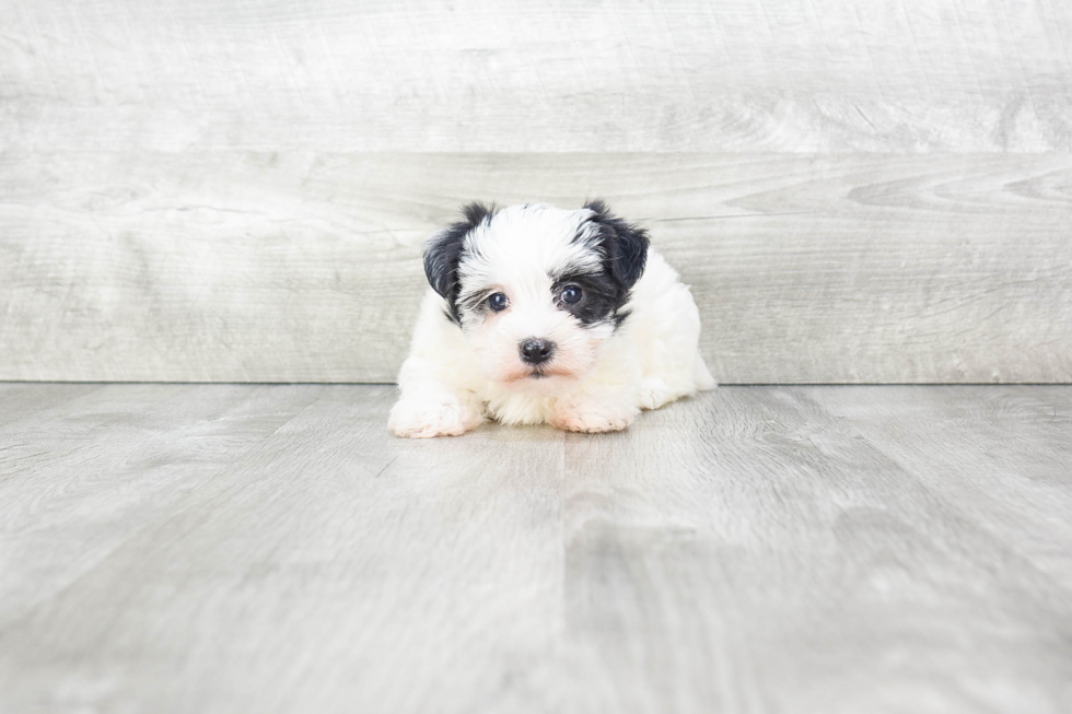 Playful Yorkie Designer Puppy