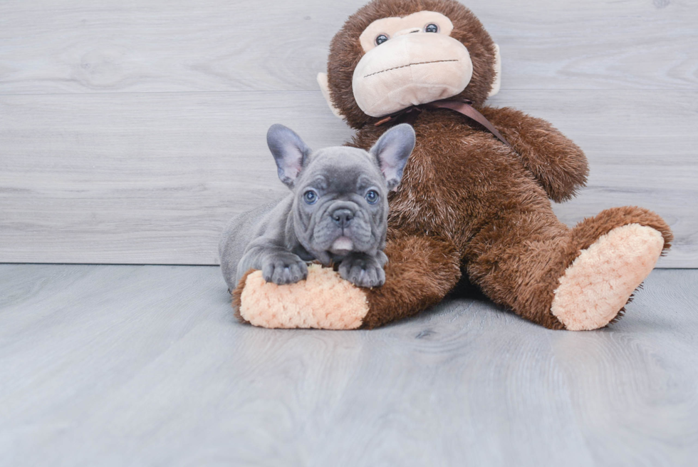 Funny French Bulldog Baby