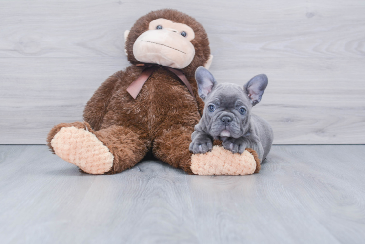French Bulldog Pup Being Cute
