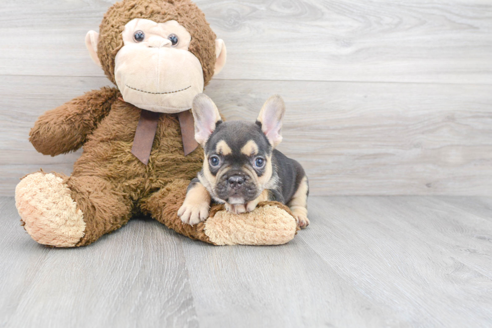 Best French Bulldog Baby