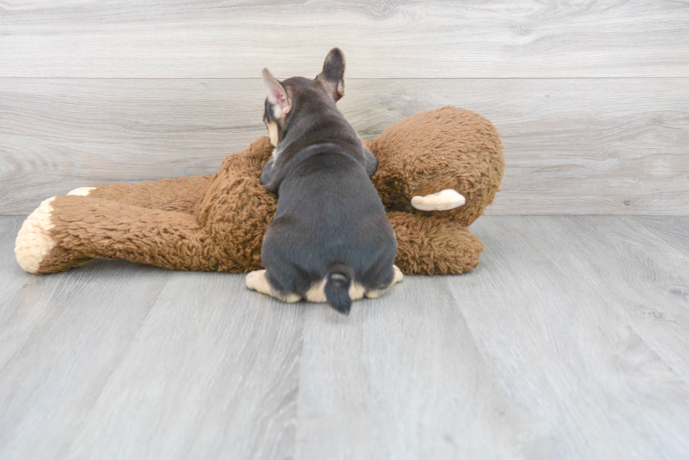 Smart Frenchie Purebred Puppy
