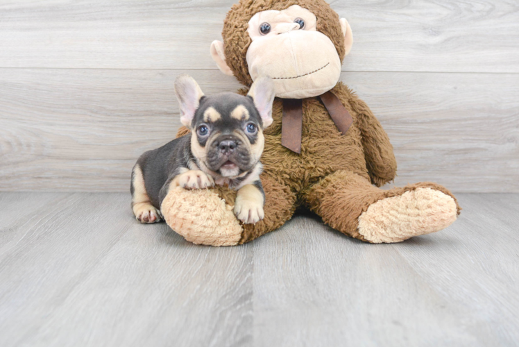 French Bulldog Puppy for Adoption
