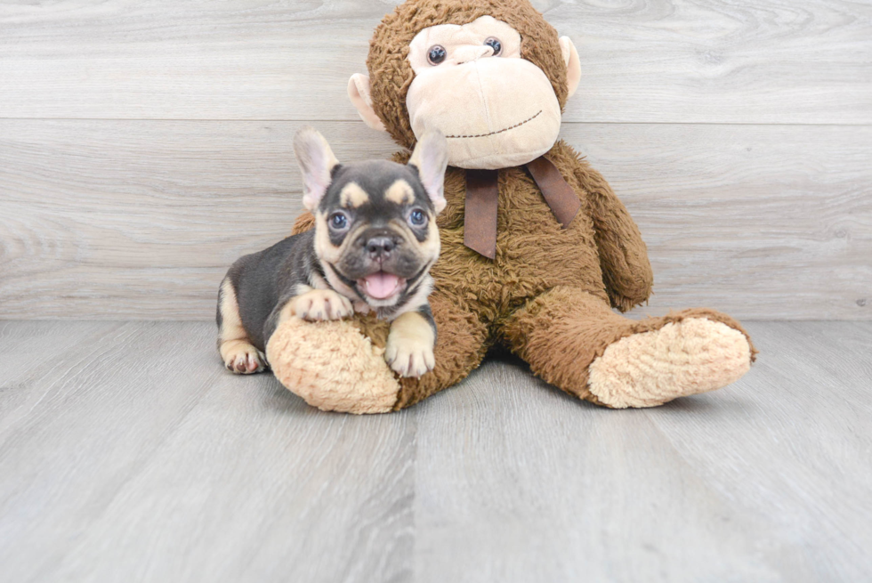 Funny French Bulldog Baby