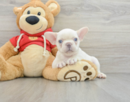 7 week old French Bulldog Puppy For Sale - Premier Pups