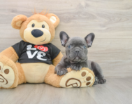 7 week old French Bulldog Puppy For Sale - Premier Pups