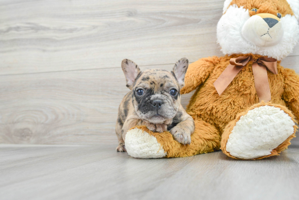 Best French Bulldog Baby
