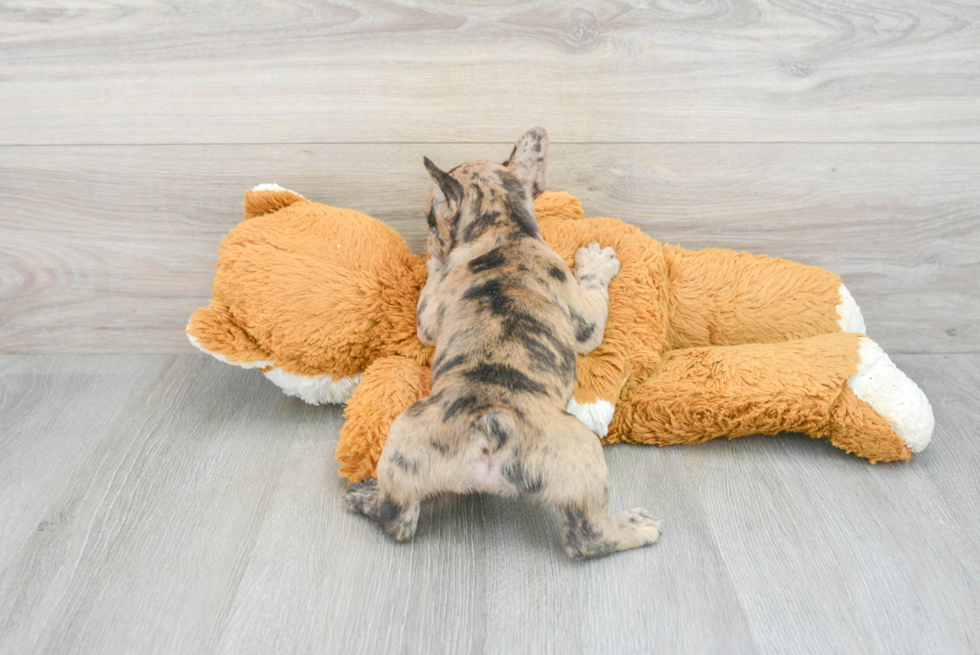 Petite Frenchie Purebred Puppy