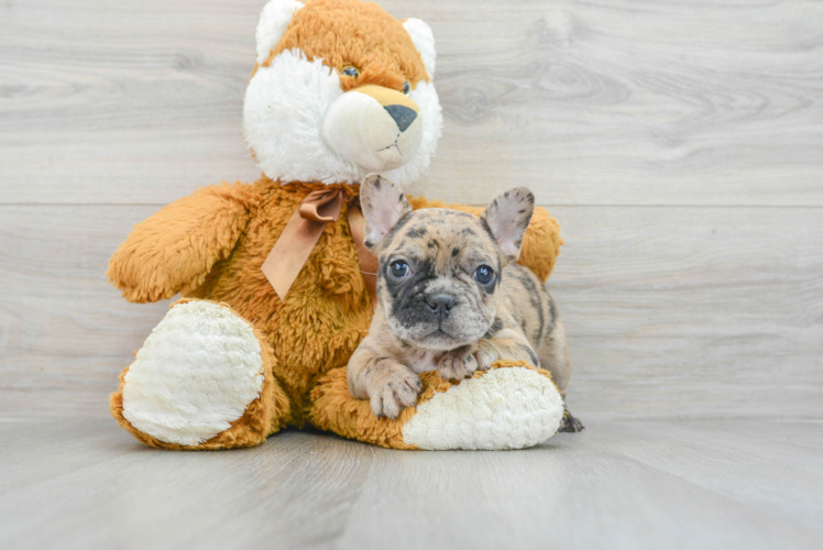 Popular French Bulldog Purebred Pup