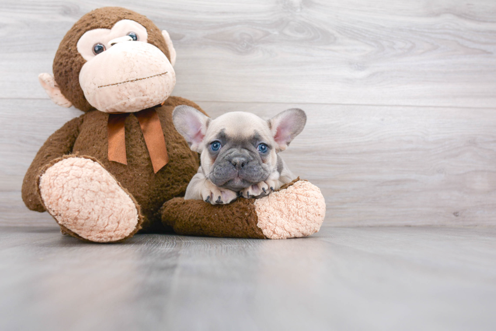 Smart Frenchie Purebred Puppy