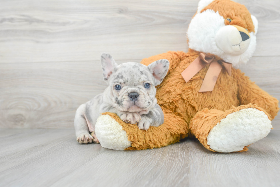 Best French Bulldog Baby