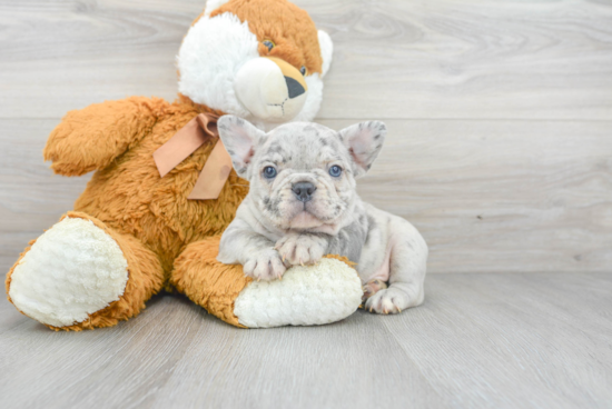 French Bulldog Puppy for Adoption