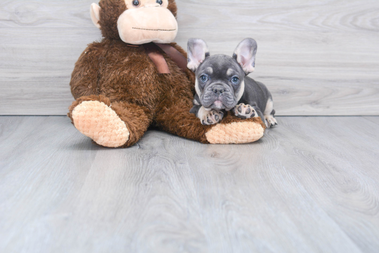 Best French Bulldog Baby